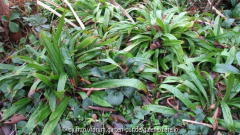 Carex plantaginea