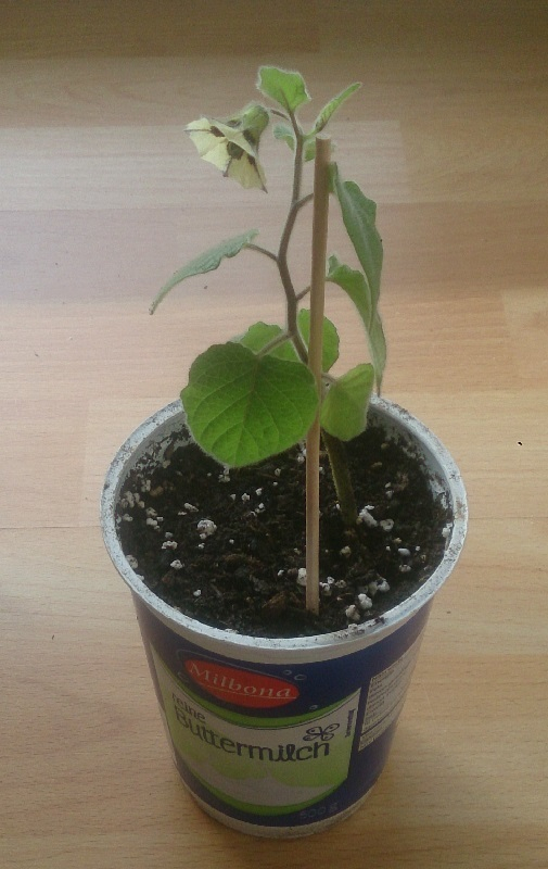Physalis Steckling