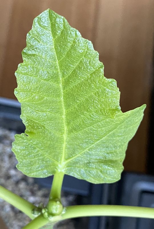 Black Madeira