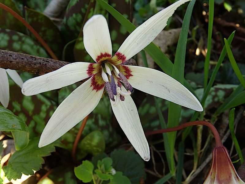 Snowflake