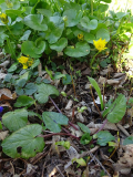 Sämling von Ranunculus ficaria �Grandiflora�