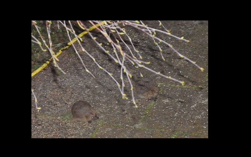 2020-03 Igel-Duo