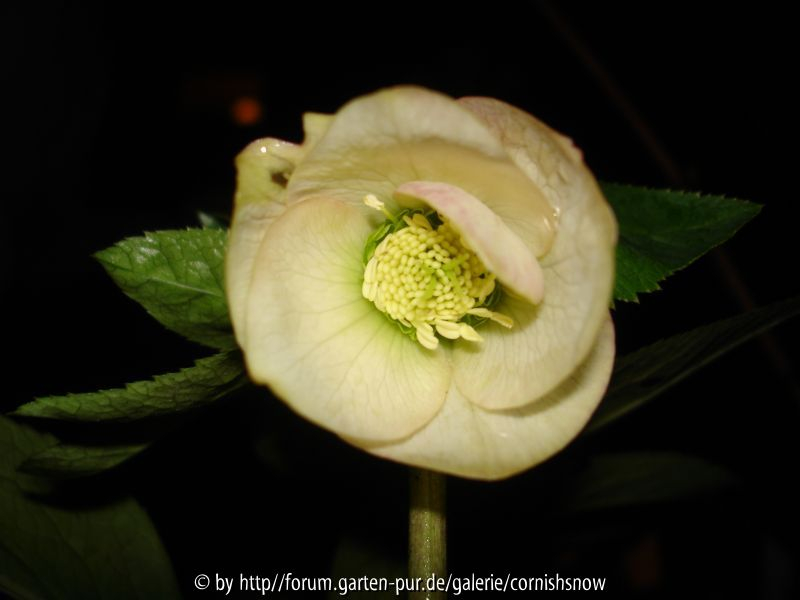 Helleborus x orientalis - Apricote - Schmiemann-Hybride