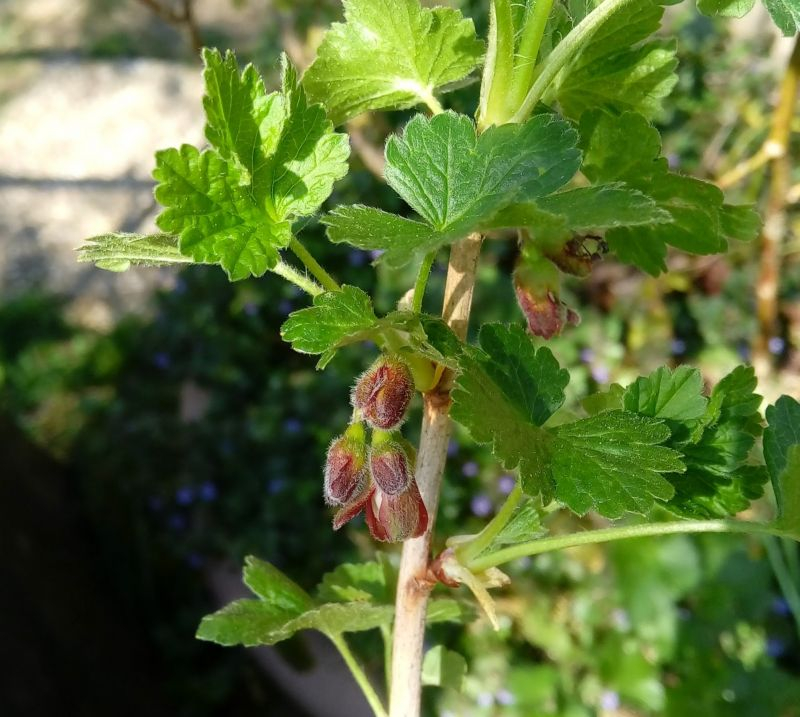 josta-blüte zweite