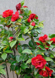 Camellia Dr. Burnside