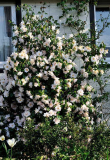 Camellia Hagoromo