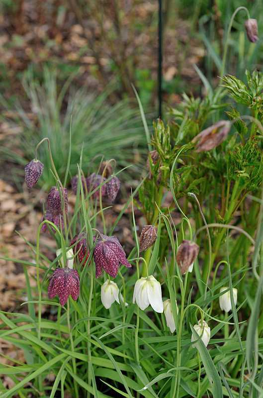 Fritillaria meleagris