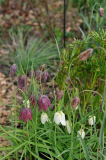 Fritillaria meleagris
