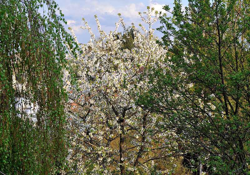 Kirschblüte