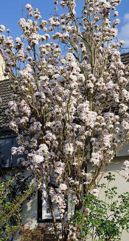 Prunus serrulata 'Amanogawa'