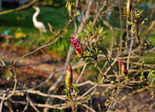 Magnolia liliiflora 'Nigra'