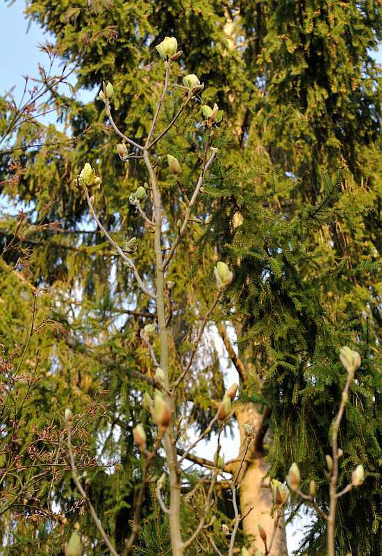 Magnolia 'Sunsation'