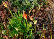 Tulipa acuminata