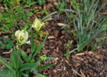 Tulipa 'Spring Green'