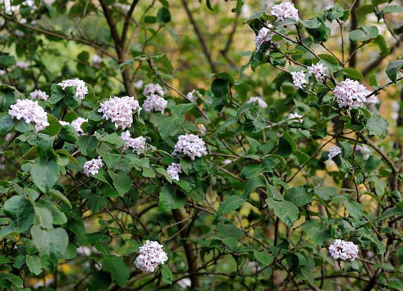 Viburnum carlesii 'Aurora'