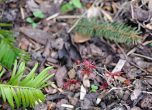 Acer palmatum 'Beni hoshi'