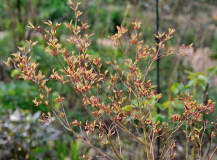 Acer palmatum 'Butterfly'