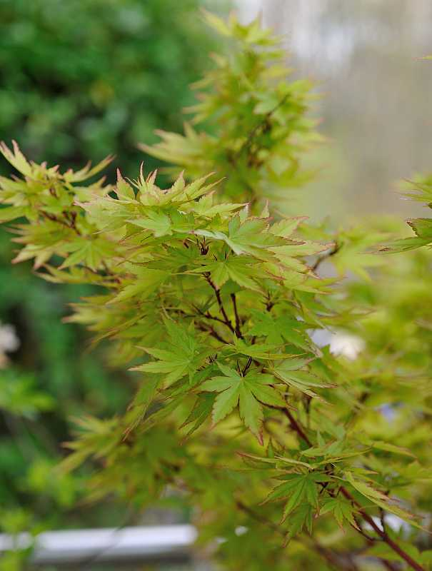 Acer palmatum 'Eddisbury'