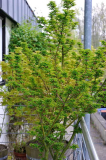 Acer Empfangskomitee