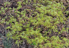 Acer palmatum dissectum 'Filigree'