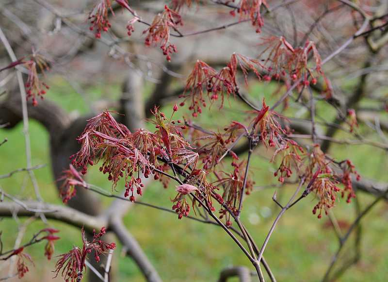 Acer palmatum dissectum 'Inaba shidare'