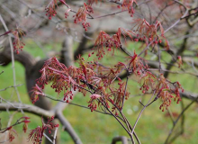 Acer palmatum dissectum 'Inaba shidare'