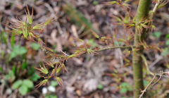 Acer palmatum 'Kamagata'