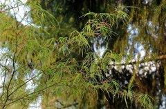 Acer palmatum 'Koto no ito'