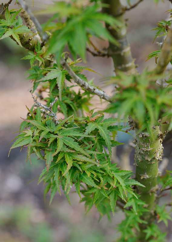Acer palmatum 'Kotohime'