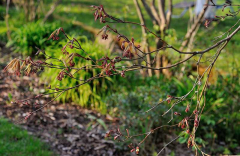 Acer palmatum 'Masukagami' 1