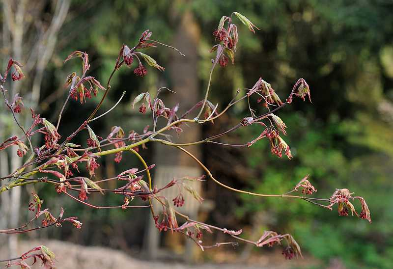 Acer palamtum 'Masukagami' 2