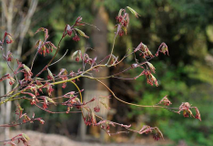 Acer palamtum 'Masukagami' 2