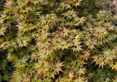 Acer palmatum 'Murasaki kiyohime'