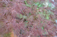 Acer palmatum dissectum 'Red Feather'