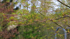 Acer palmatum dissectum 'Seiryu' Ast