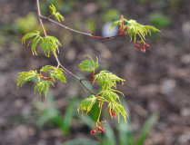 Acer palmatum dissectum 'Seiryu' Detail