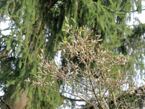 Acer shirasawanum 'Aureum'