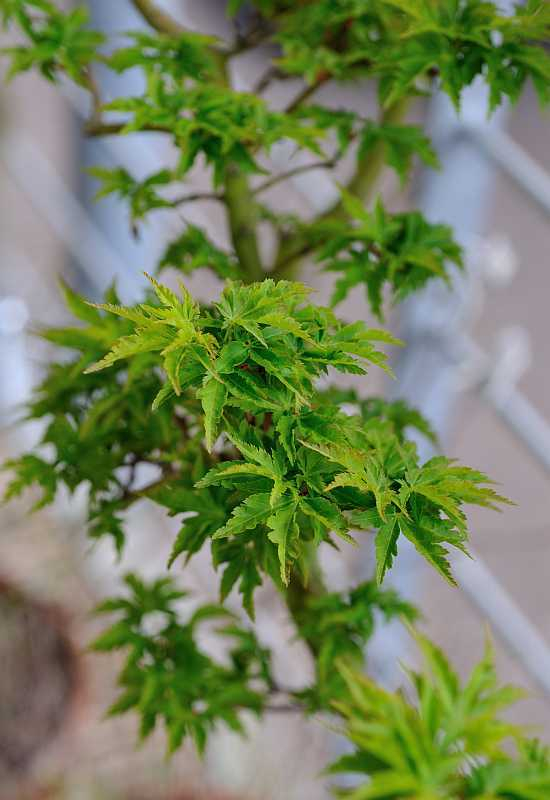 Acer palmatum 'Shishigashira'