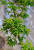 Acer palmatum 'Shishigashira'