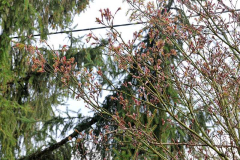 Acer palmatum 'Villa Taranto'