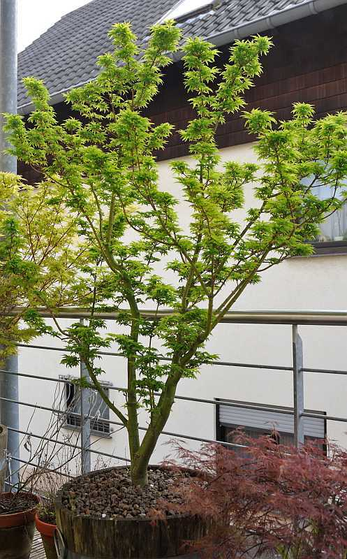 Acer palmatum Shishigashira