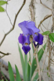 2020-04-23 Iris Amas