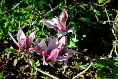 2020-04-23 Magnolia liliiflora 'Nigra'