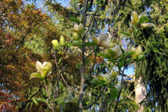 2020-04-23 Magnolia 'Sunsation'