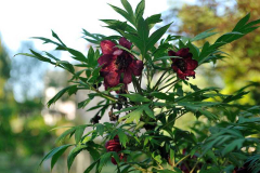 2020-04-23 Paeonia delavayi1