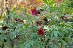 2020-04-23 Paeonia delavayi2