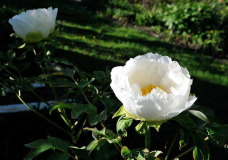 2020-04-23 Paeonia suffruticosa 'Fuji no mine'