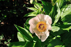 2020-04-23 Paeonia 'Mai fleuri'
