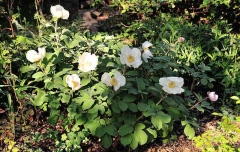 2020-04-23 Paeonia mlokosewitschii