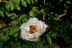 2020-04-23 Paeonia rockii UK-Form